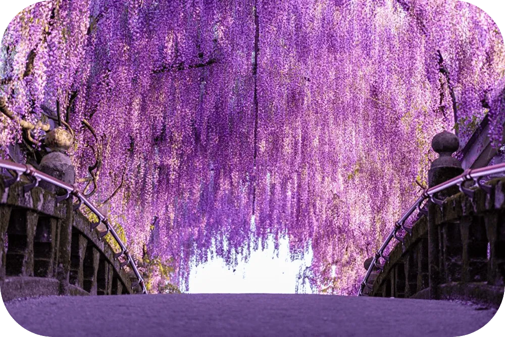 代表 植田八十恵と藤の花